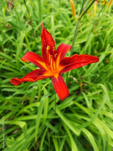 red flower