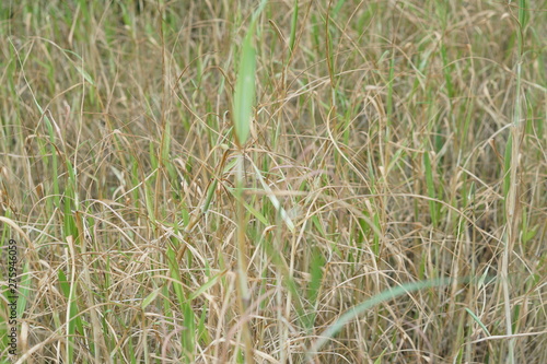 field of wheat