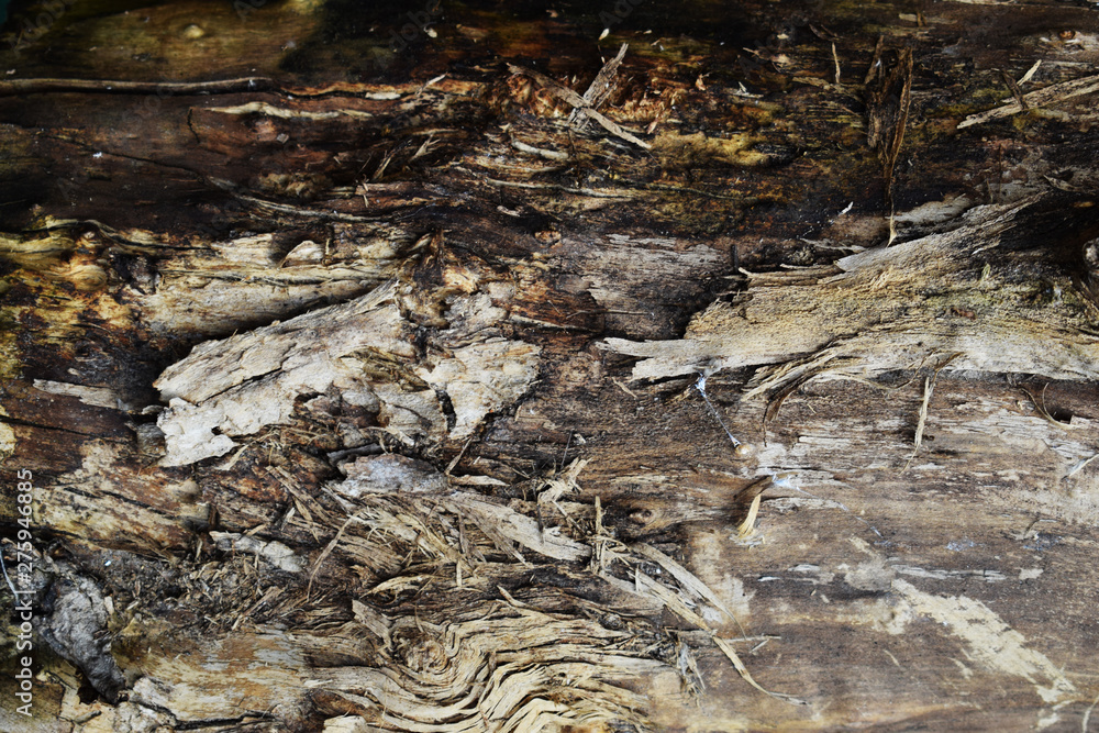 Background from tree bark. Relief texture of tree bark Background from tree bark. Relief texture of tree bark