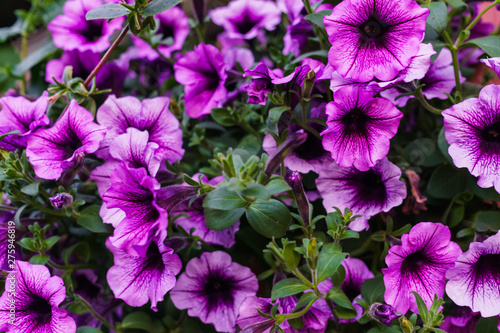 Bouquet of purple petunias in a flower pot.
