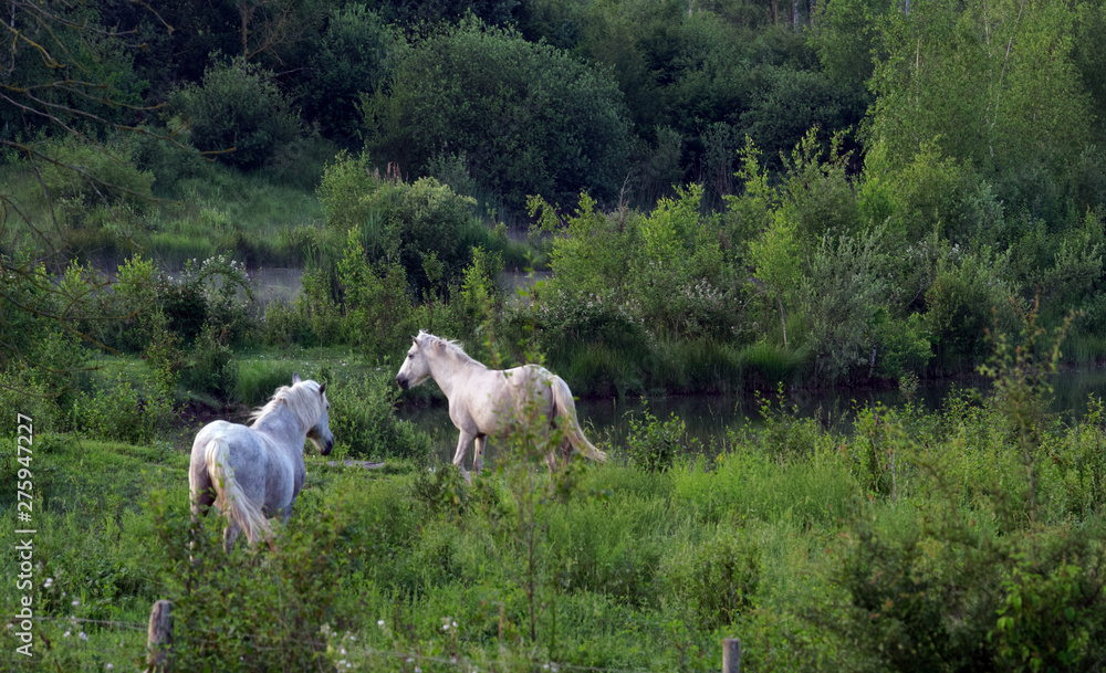 horses in Episy swamp nature reserve. french Gatinais regional nature park horses in Episy swamp nature reserve. french Gatinais regional nature park