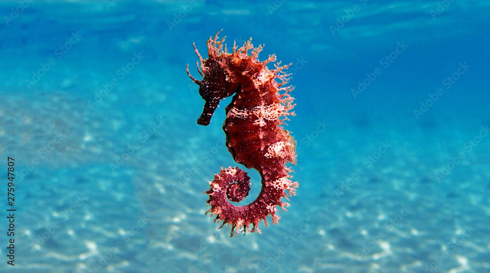 Mediterranean Seahorse - Hippocampus guttulatus - obrazy, fototapety, plakaty 