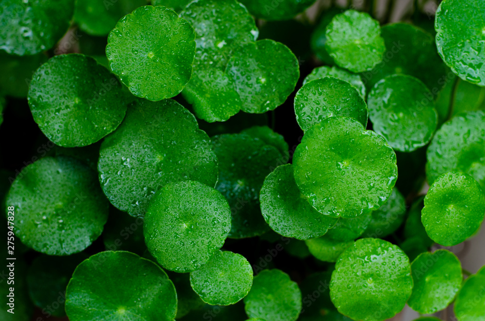 Fototapeta premium Background green leaf pattern repeatedly. Gutu kola.