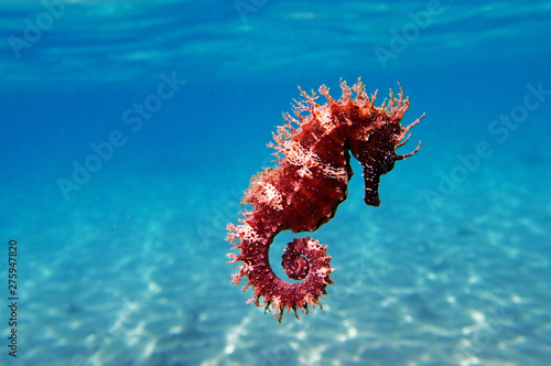 Mediterranean Seahorse - Hippocampus guttulatus © Kolevski.V