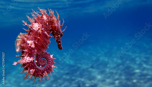 Mediterranean Seahorse - Hippocampus guttulatus © Kolevski.V