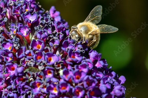 Makro einer Biene von vorne auf Sommerflieder