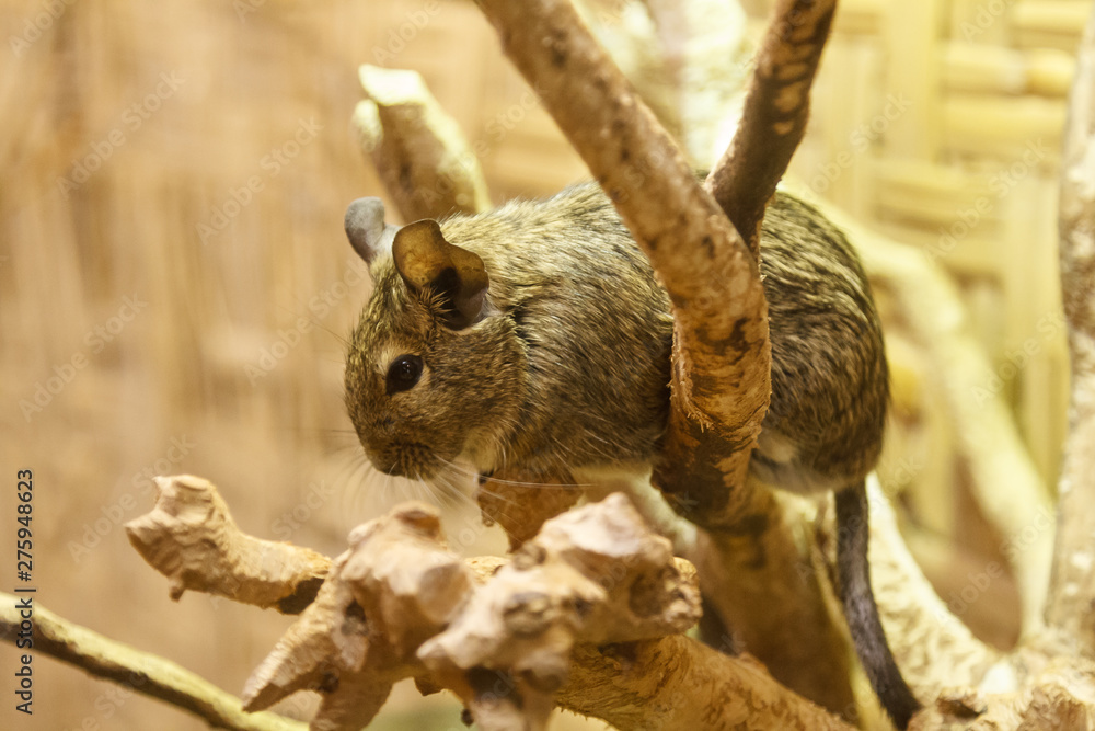 Fototapeta premium It is so cute sitting on the wood