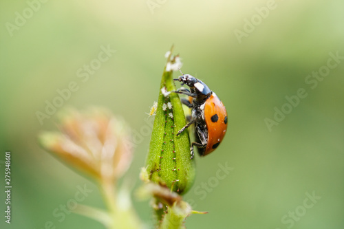 Ladybug climbing up a plant © Christian