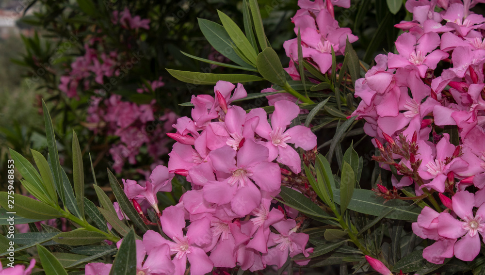 Oleander flower. Blurred background. It was taken on the side of the road.