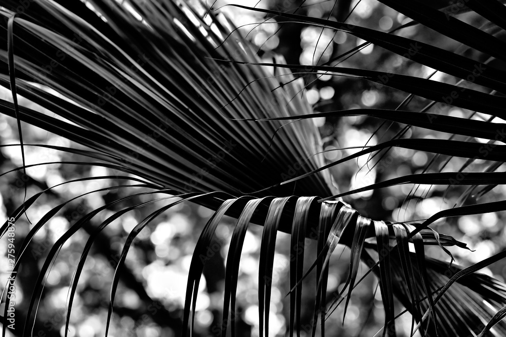 Naklejka premium Palm