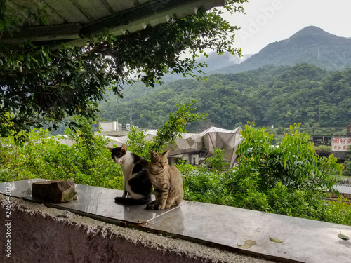 Canvas Print cats in the houtong village
