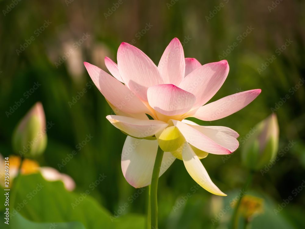 Nelumbo nucifera aka Indian or Sacred lotus. Pink flower.