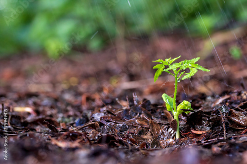 Green sprouts in the rain