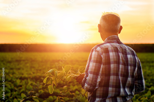 Leinwand Poster Rear view of senior farmer standing in soybean field examining crop at sunset