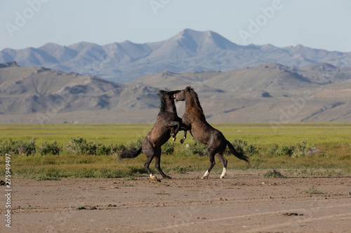 Wild Horse Stallions Fighting in the Utah Desert