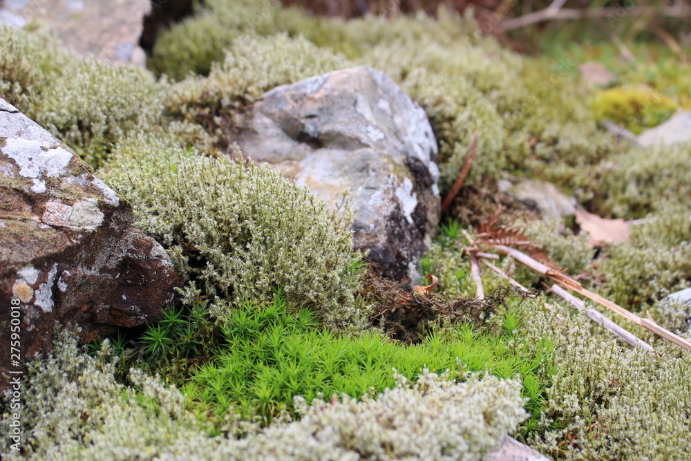 Fototapeta premium Close up of mossy rocks in the lake district