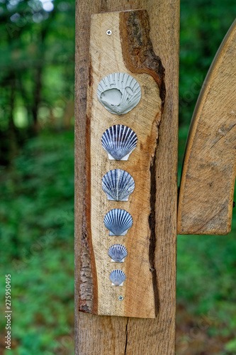 Old Sea Shells