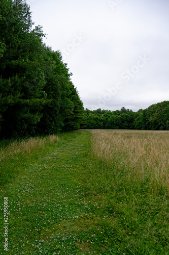 Walk in the Forest