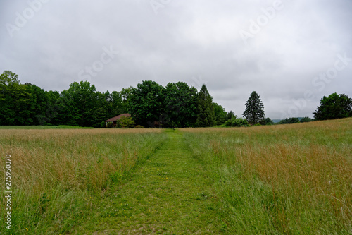Walk in the Forest