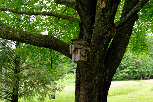 Birdhouse in a Tree