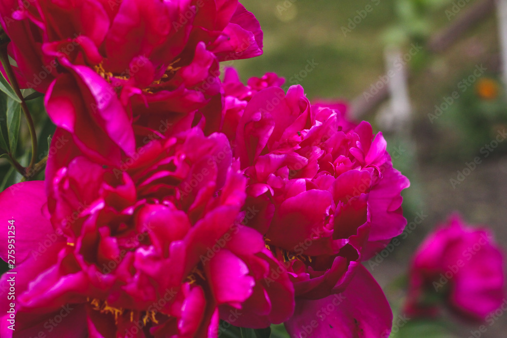 Beautiful red Burgundy peonies bokeh with greenery garden flowers bouquet closeup. Gentle background. Romance. Wallpaper. Out-of-focus