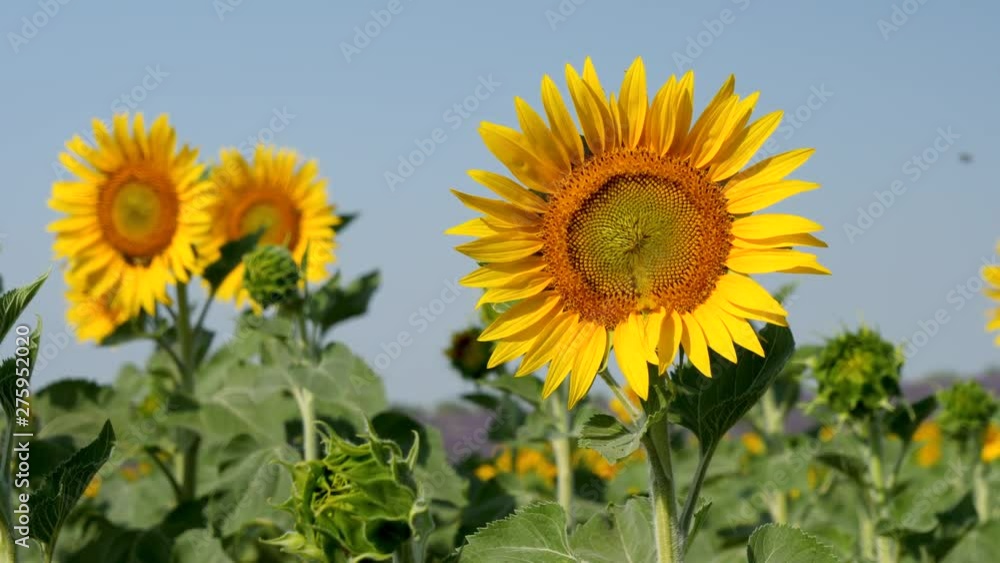 tournesol, champ de tournesol et ciel bleu tournesol, champ de tournesol et ciel bleu