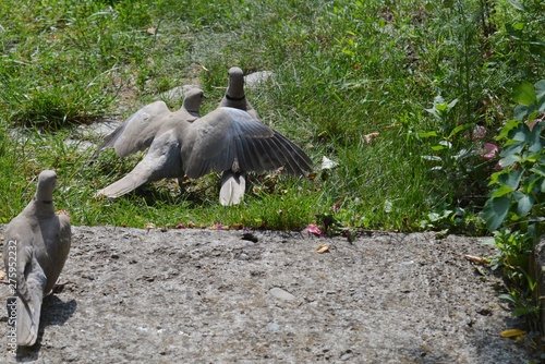 a family of pigeons looking for food