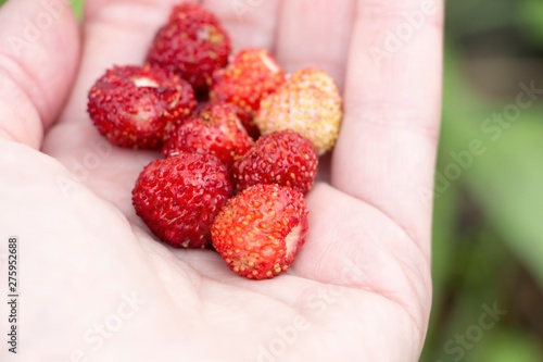 Wild strawberries in hand