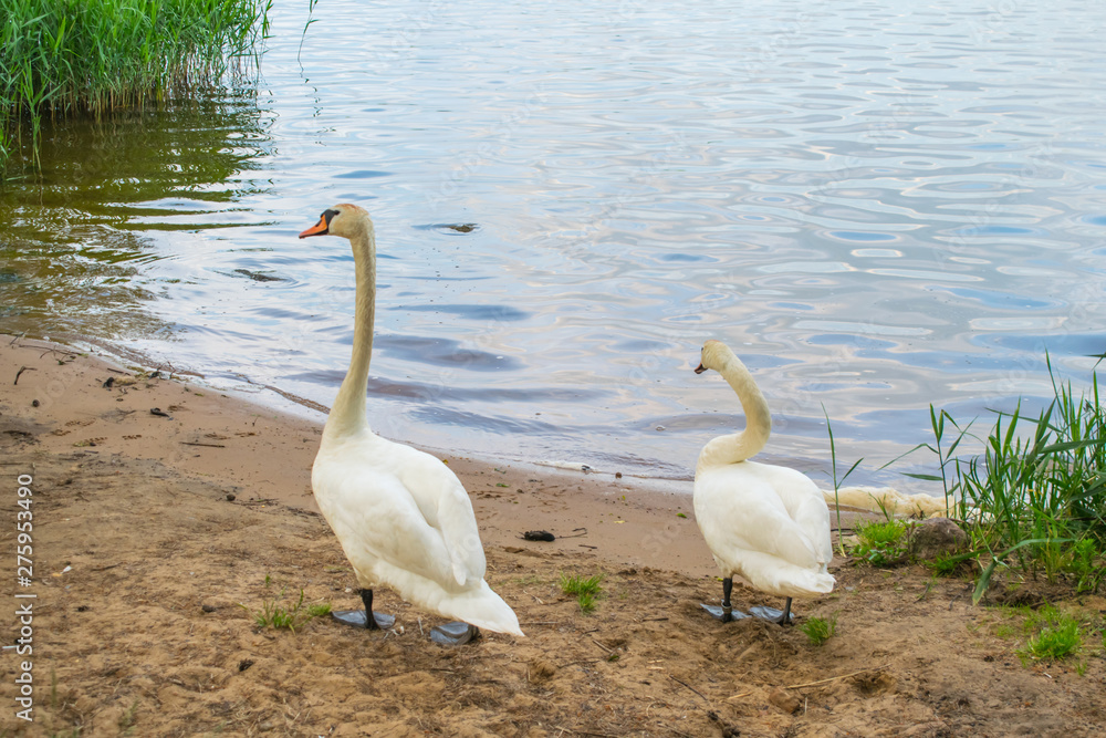 Obraz premium white swans on the nature of the reservoir