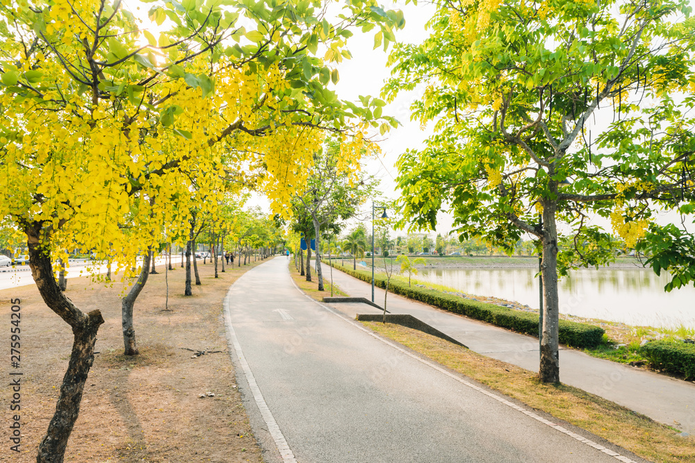 Jogging track with Cassia fistula flowers blooming