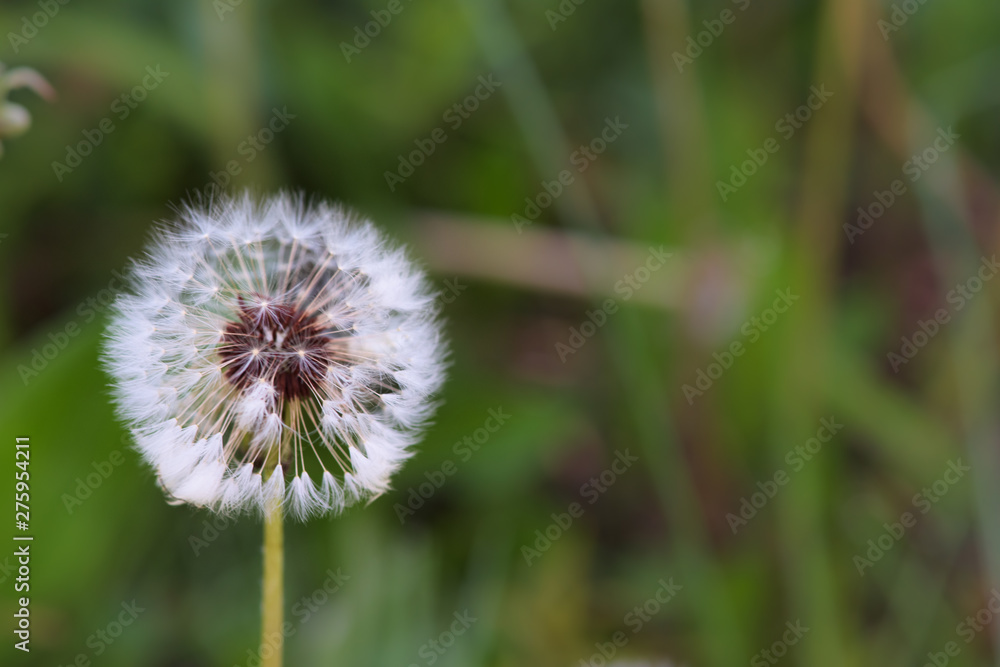 white fluffy dandelion on a background of green grass white fluffy dandelion on a background of green grass