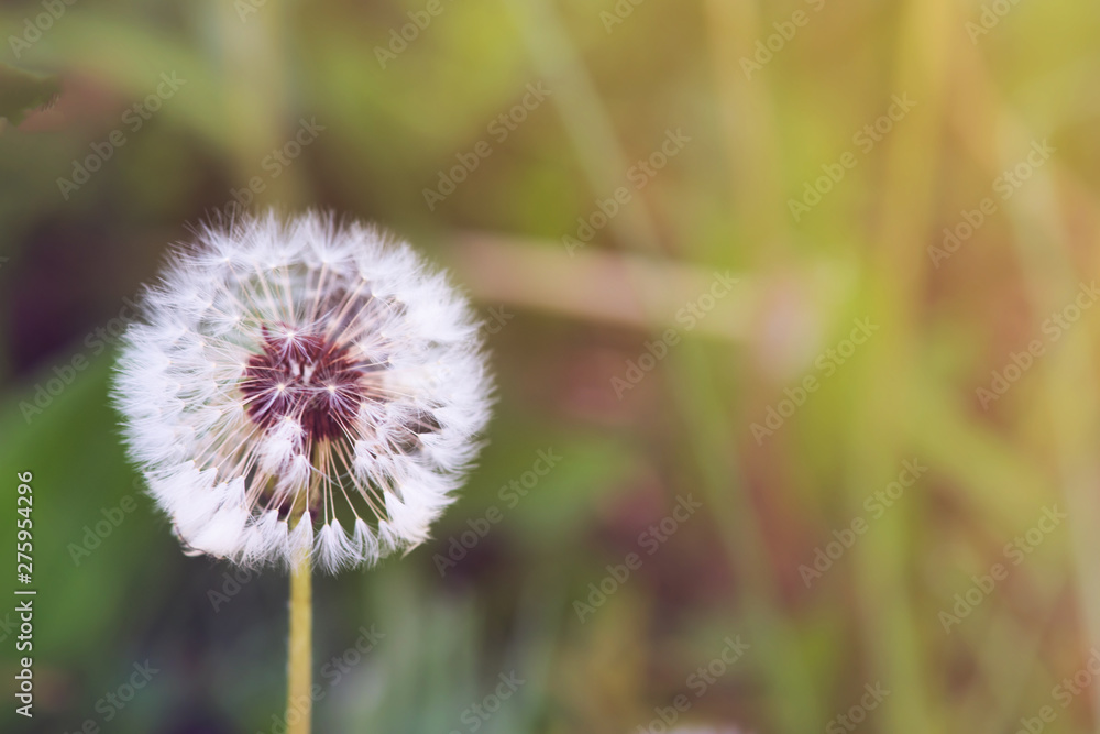 white fluffy dandelion on a background of green grass white fluffy dandelion on a background of green grass