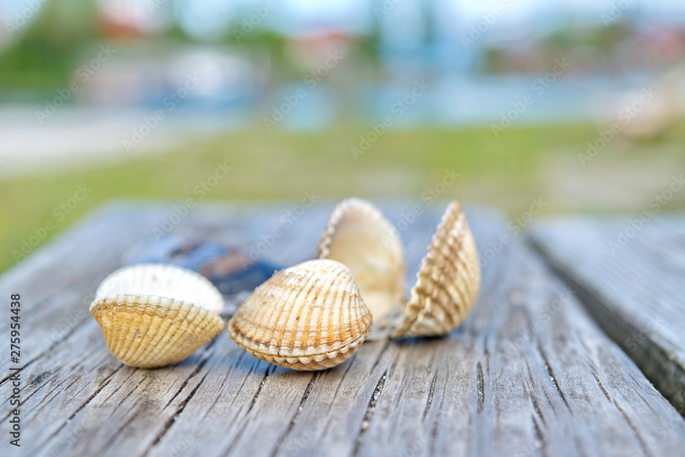 Sea shells closeup on wooden board