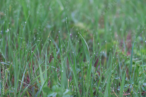 dew drops on grass. macro photo. large dew drops on stems