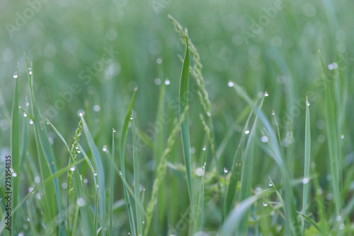 dew drops on grass. macro photo. large dew drops on stems