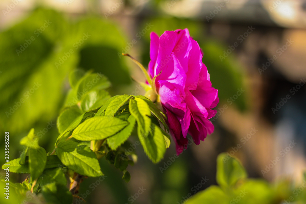 Beautiful shrub roses. Bloom. Summer flowers. In the garden. Out of focus. flank Beautiful shrub roses. Bloom. Summer flowers. In the garden. Out of focus. flank