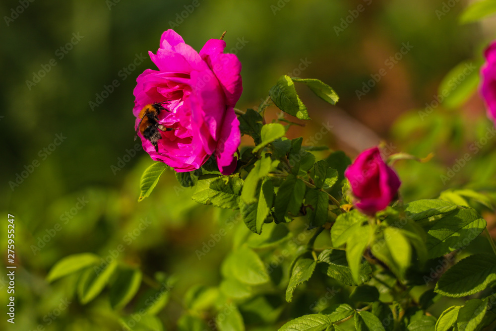 Beautiful shrub roses. Bloom. Summer flowers. In the garden. Out of focus. flank