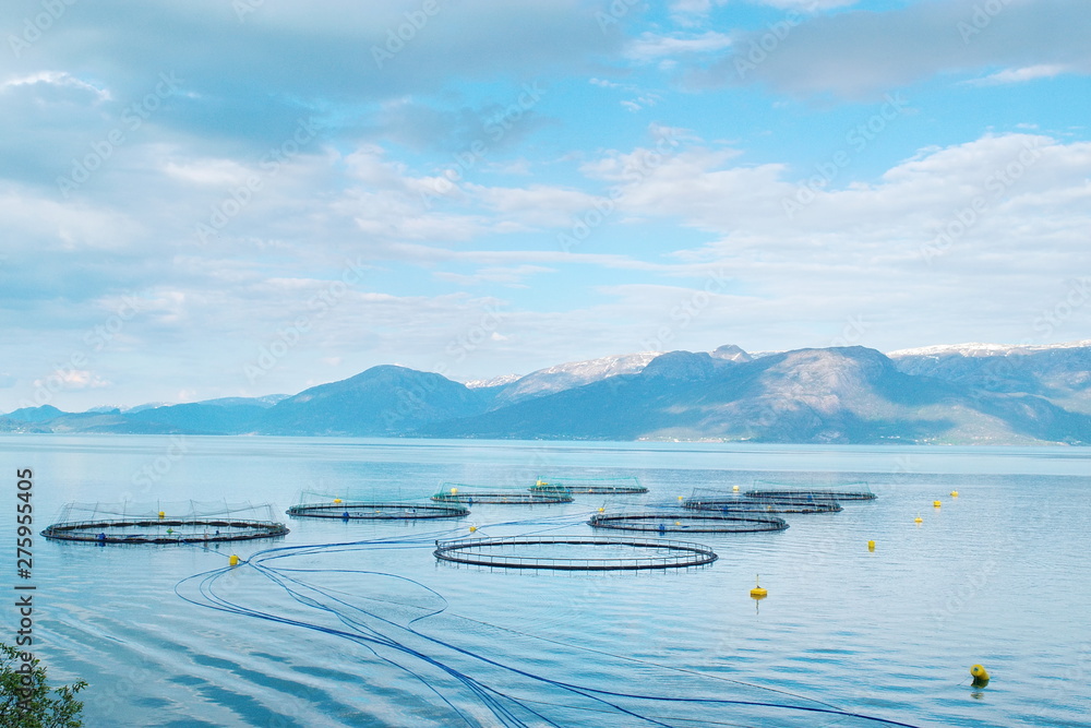 Salmon farm in a fjord between   mountains in Western Norway Hardanger fjord area at summer.