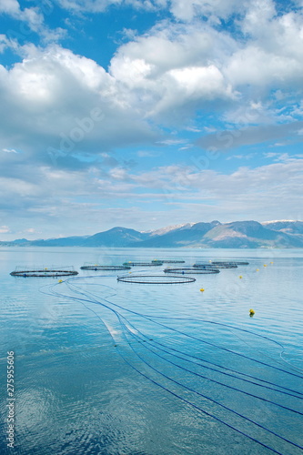Salmon farm in a fjord between   mountains in Western Norway Hardanger fjord area at summer.