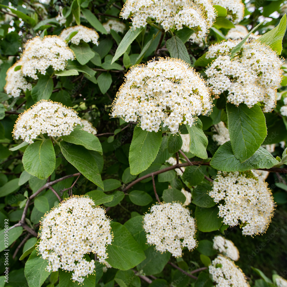 Square background of green bush with white flowers Square background of green bush with white flowers