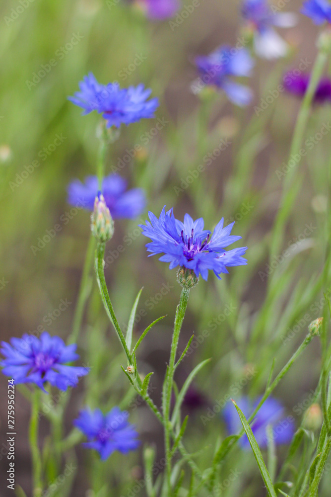 Cornflowers. Fresh. Summer flowers field. Beautiful blue flowers. Close up. Out of focus. flank Cornflowers. Fresh. Summer flowers field. Beautiful blue flowers. Close up. Out of focus. flank