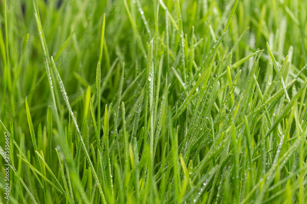 Obraz premium drops of dew on a green grass