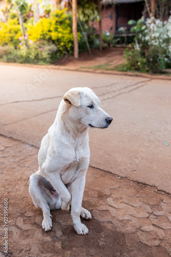 white dog in park