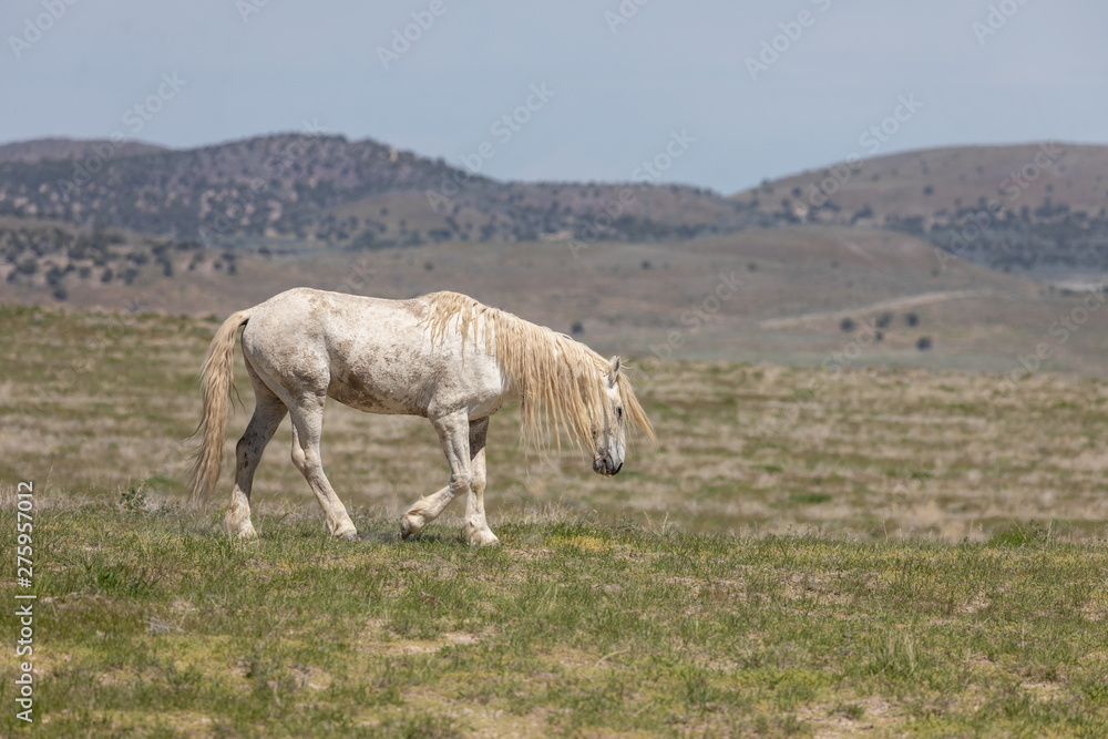 Obraz premium Magnificent Wild Horse Stallion