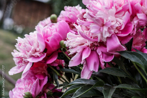 Beautiful pink peonies bokeh with greenery garden flowers bouquet closeup. Gentle background. Romance. Wallpaper. Out-of-focus