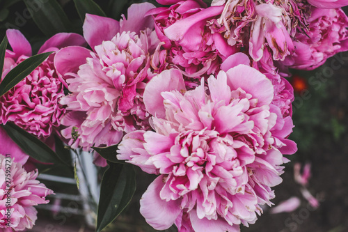 Beautiful pink peonies bokeh with greenery garden flowers bouquet closeup. Gentle background. Romance. Wallpaper. Out-of-focus