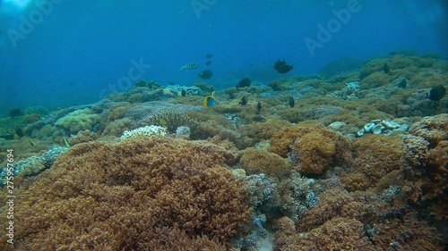 Beautiful coral and tropical fish in Indonesian island