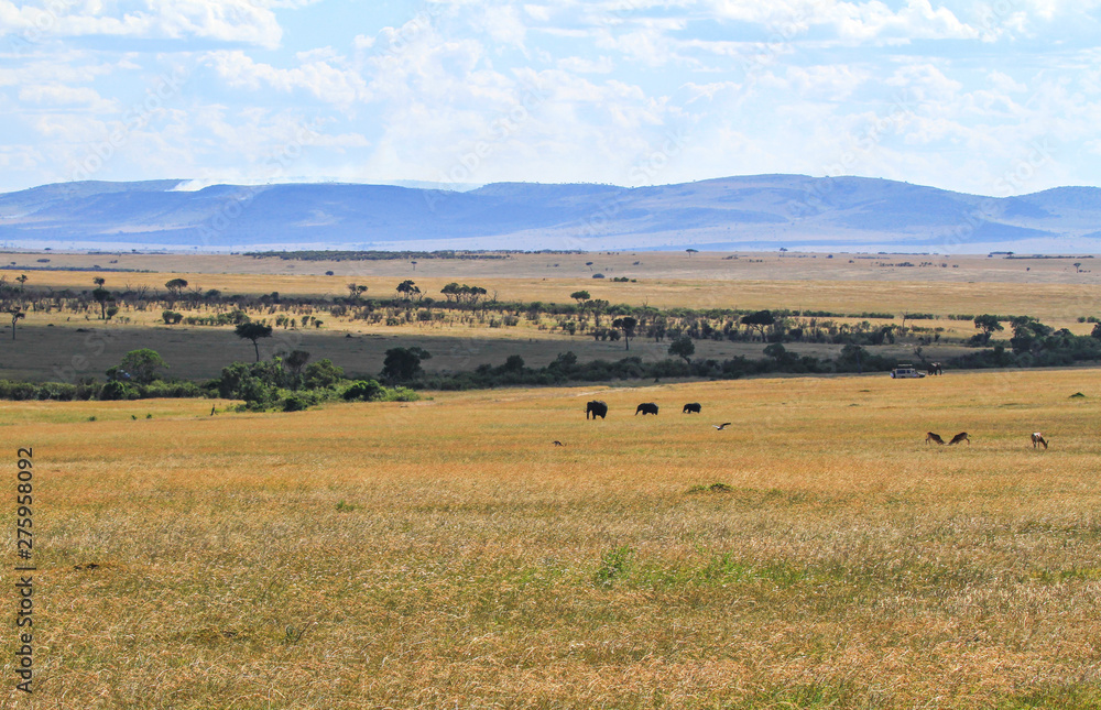 African grassland landscape with elephants Loxodonta africana mid distance on  Masai Mara National Reserve scenic Kenya East Africa blue sky mountains in distance
