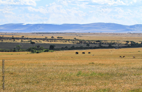 African grassland landscape with elephants Loxodonta africana mid distance on Masai Mara National Reserve scenic Kenya East Africa blue sky mountains in distance