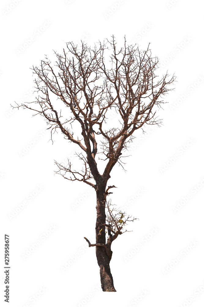 Fototapeta premium Dead tree natural in the white background